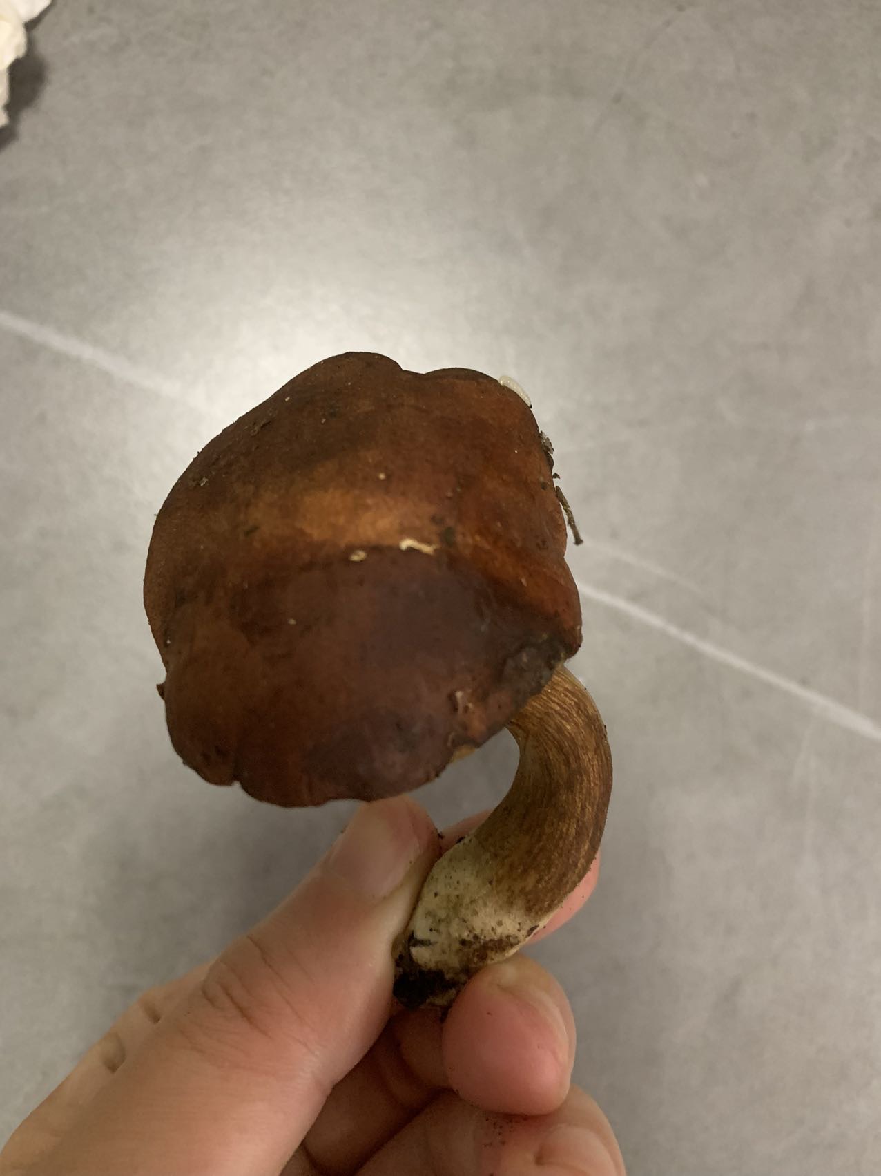 亚高山栗色牛肝菌