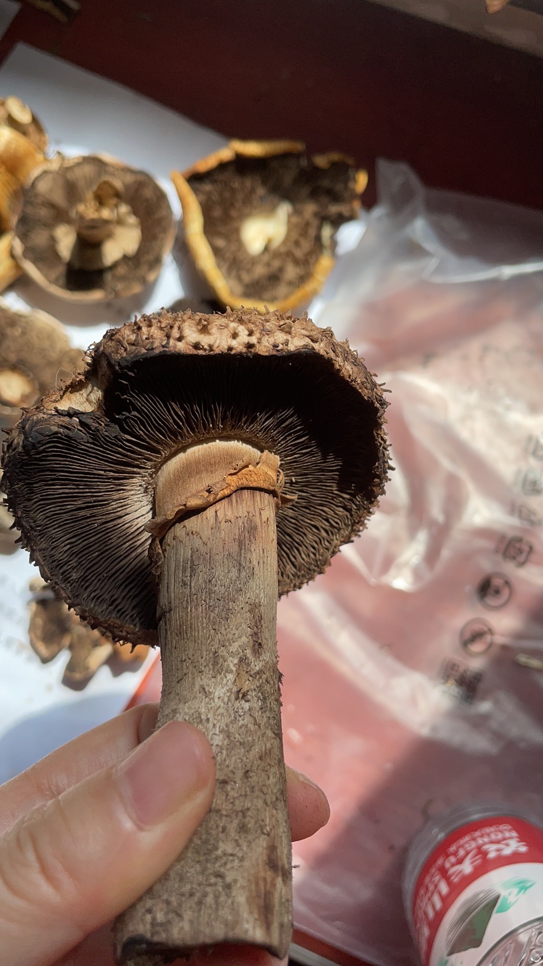 可能是新种，有待进一步研究