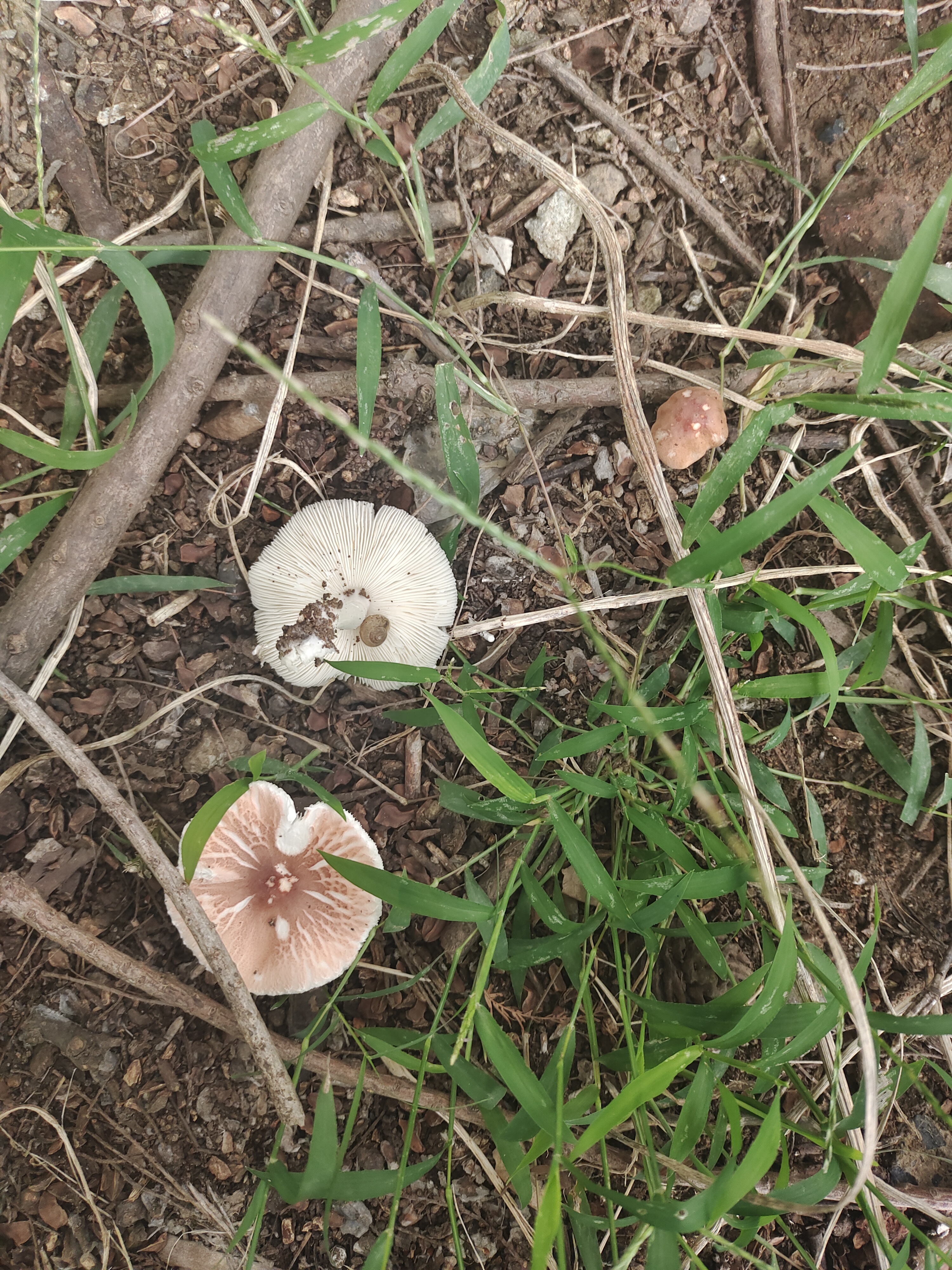 瓦西耶白环蘑近缘种