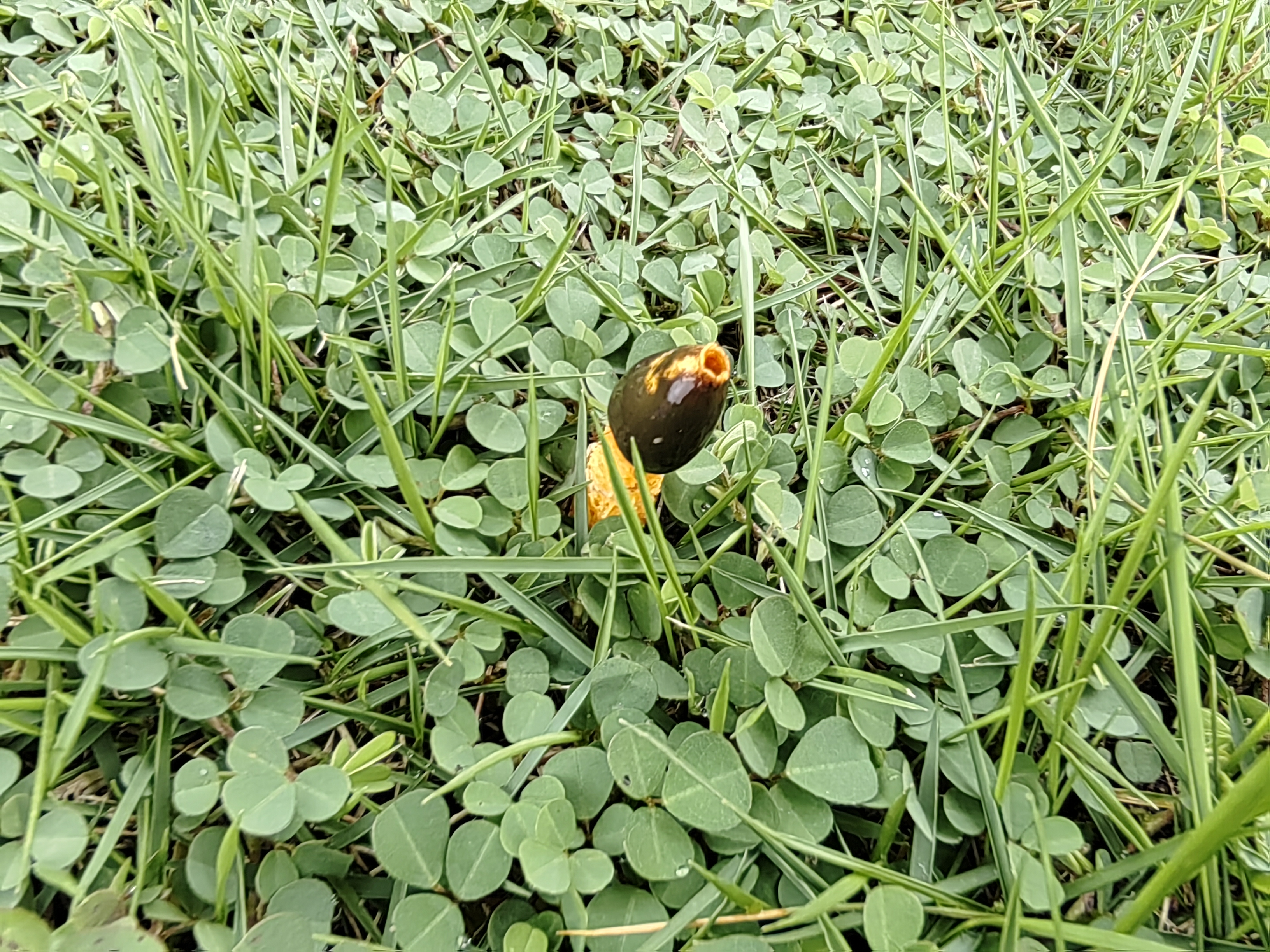 橙黄鬼笔参照种