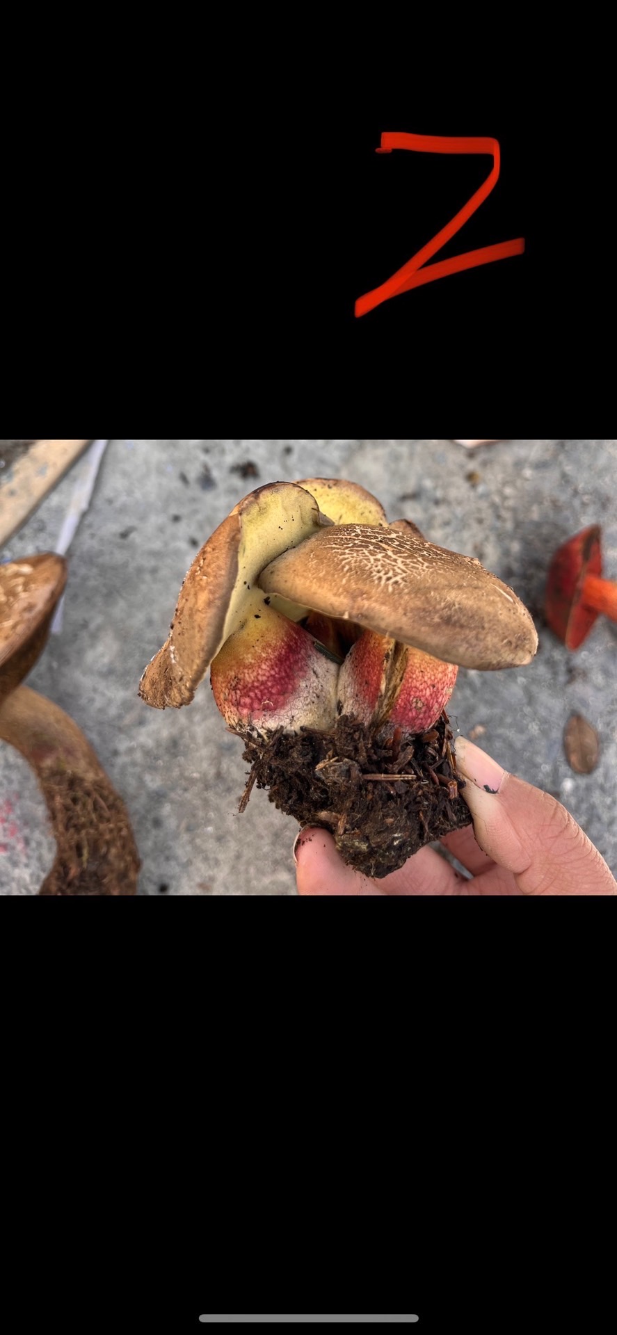 美柄牛肝菌近似种