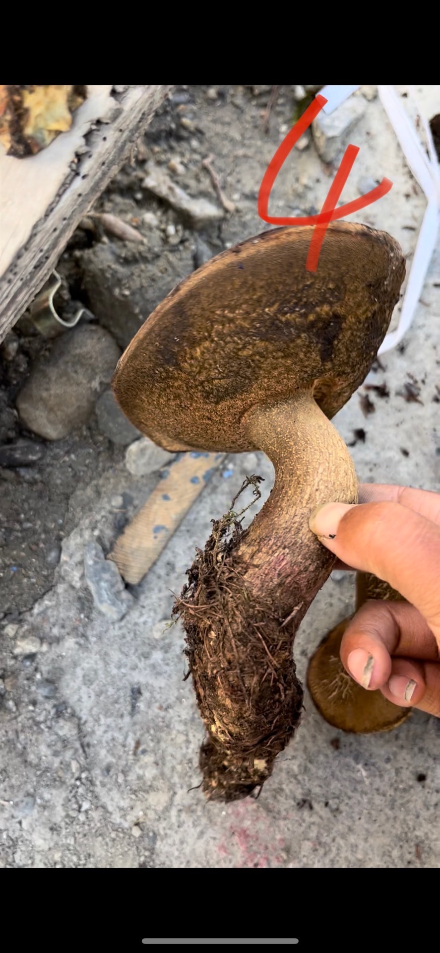 拟血红新牛肝菌