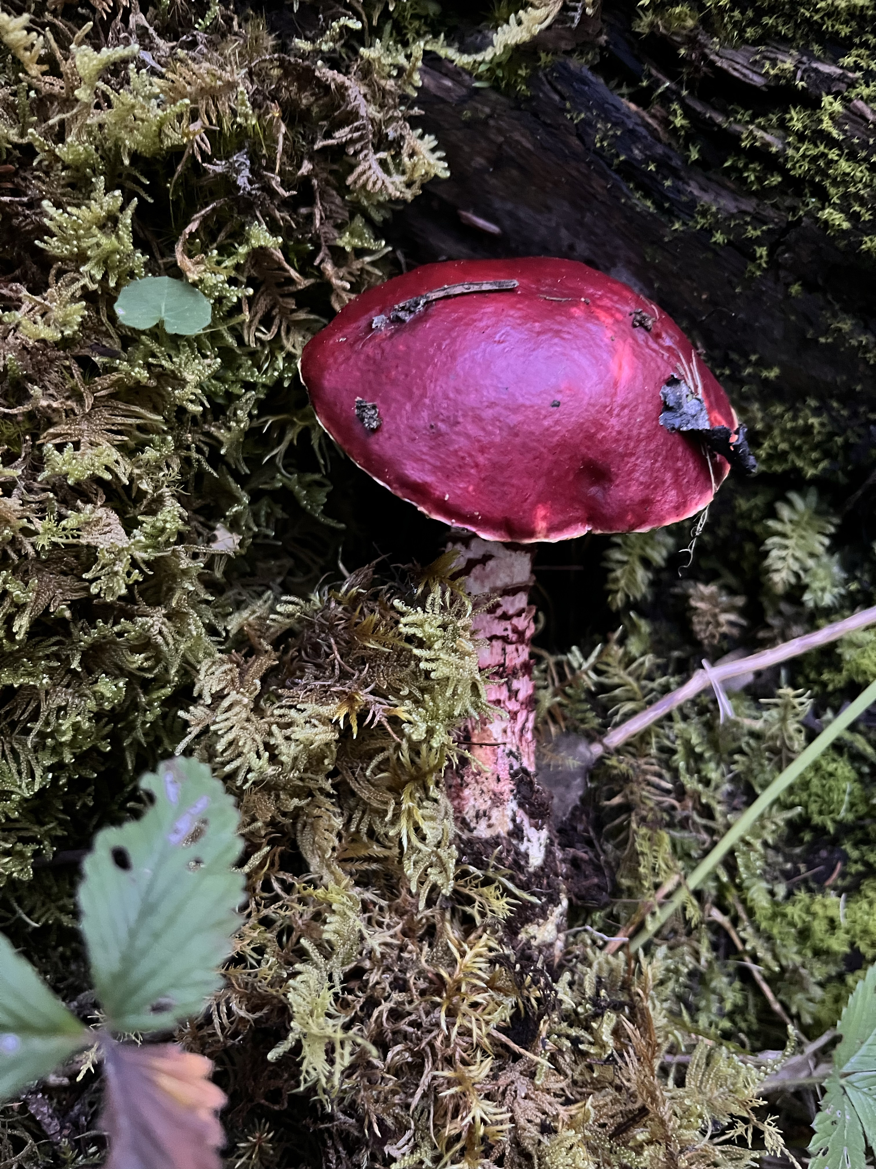 血红黄肉牛肝菌