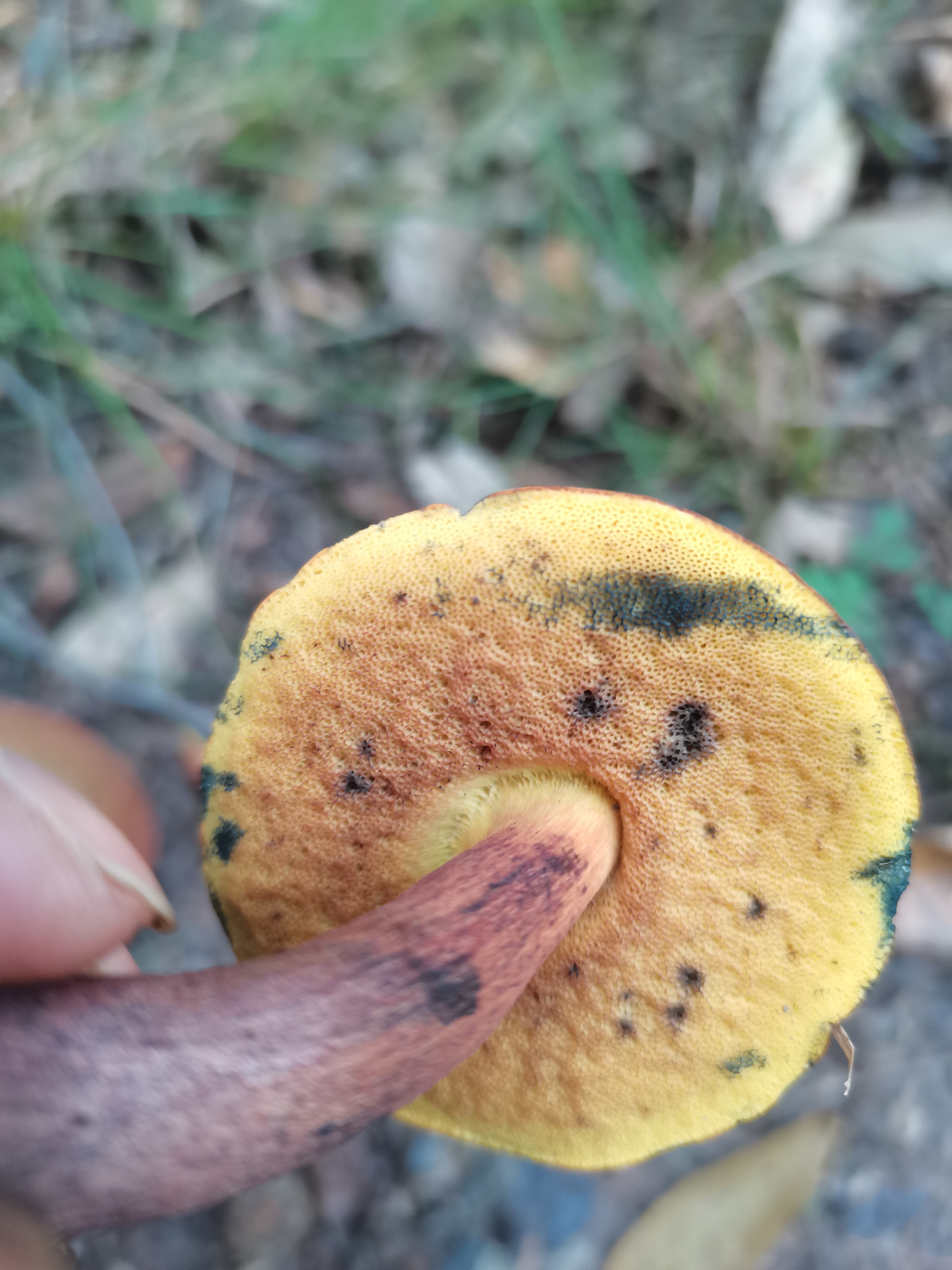 赭黄牛肝菌近似种