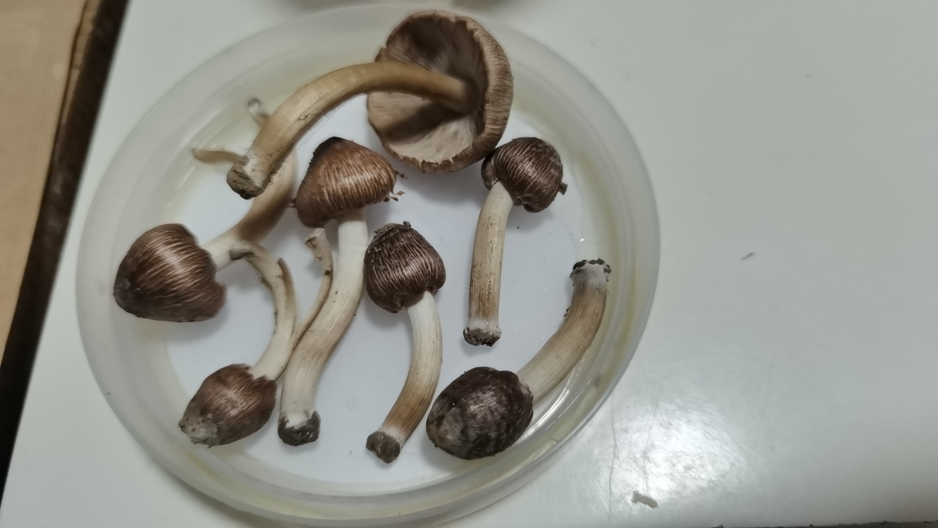 毒蝇歧盖伞（有毒）