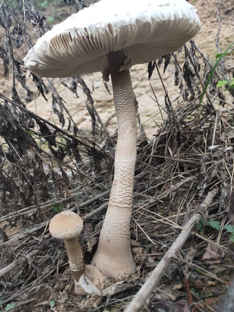 脱皮大环柄菇近似种