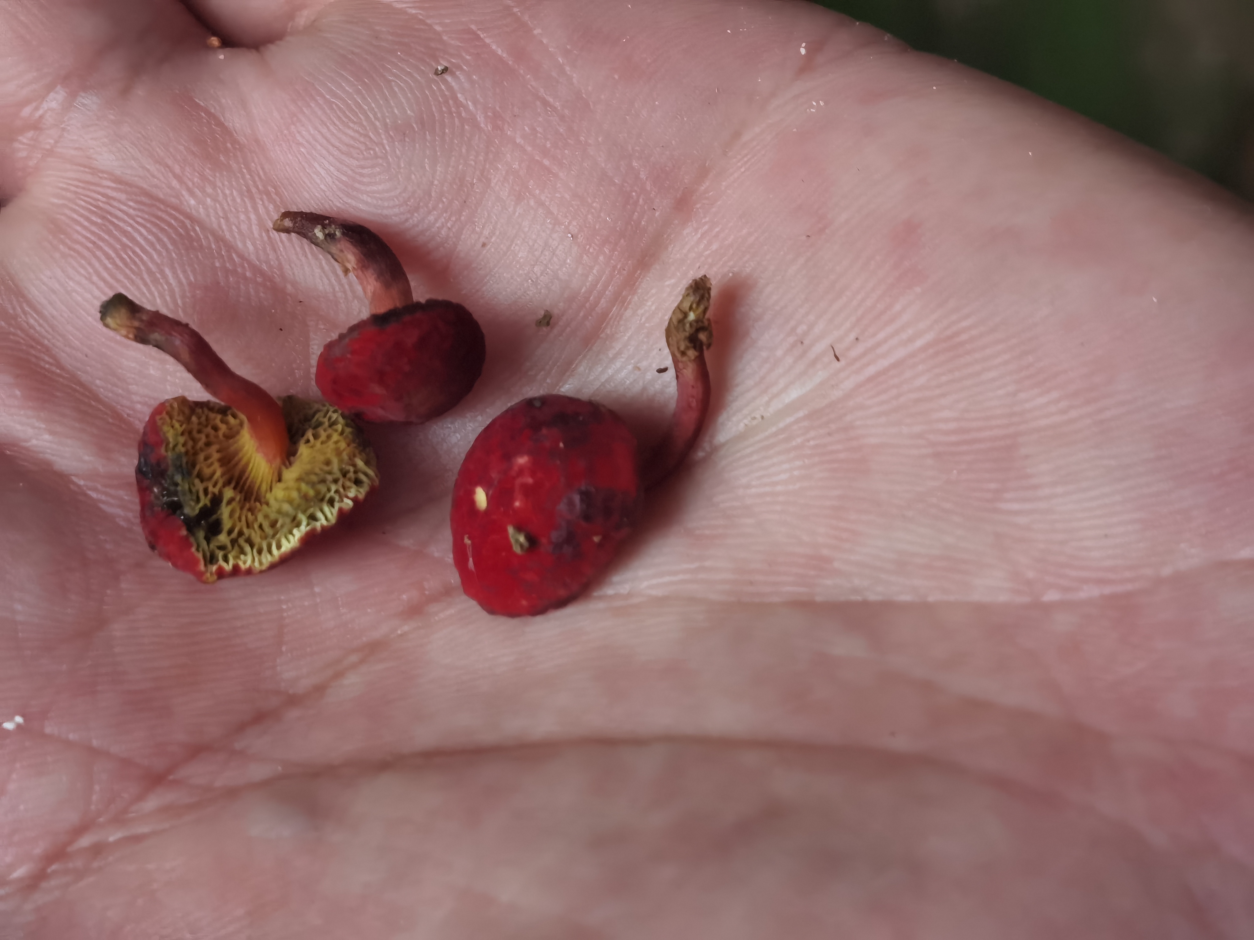 小绒盖牛肝菌（照片形态鉴定）