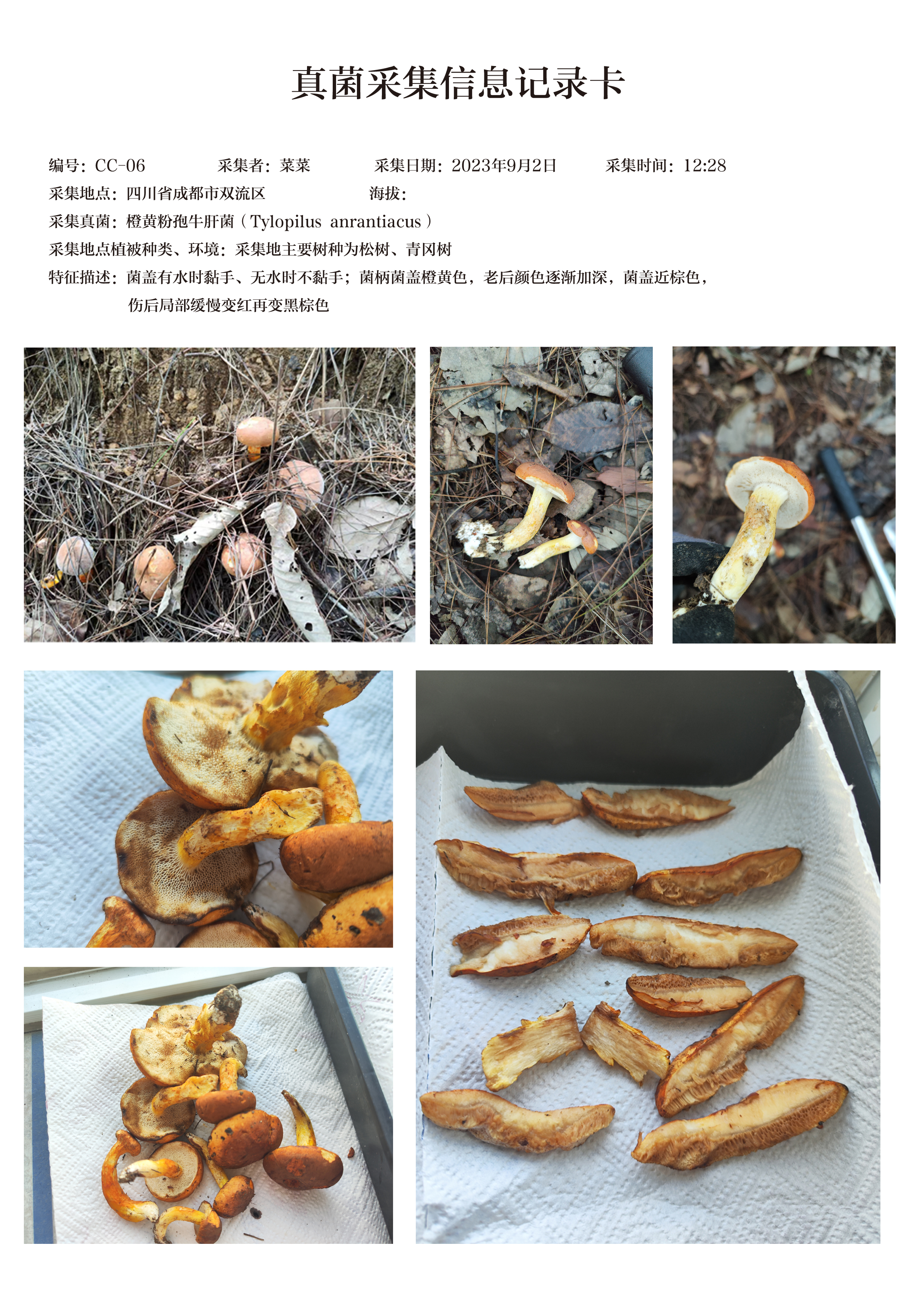 橙黄粉孢牛肝菌