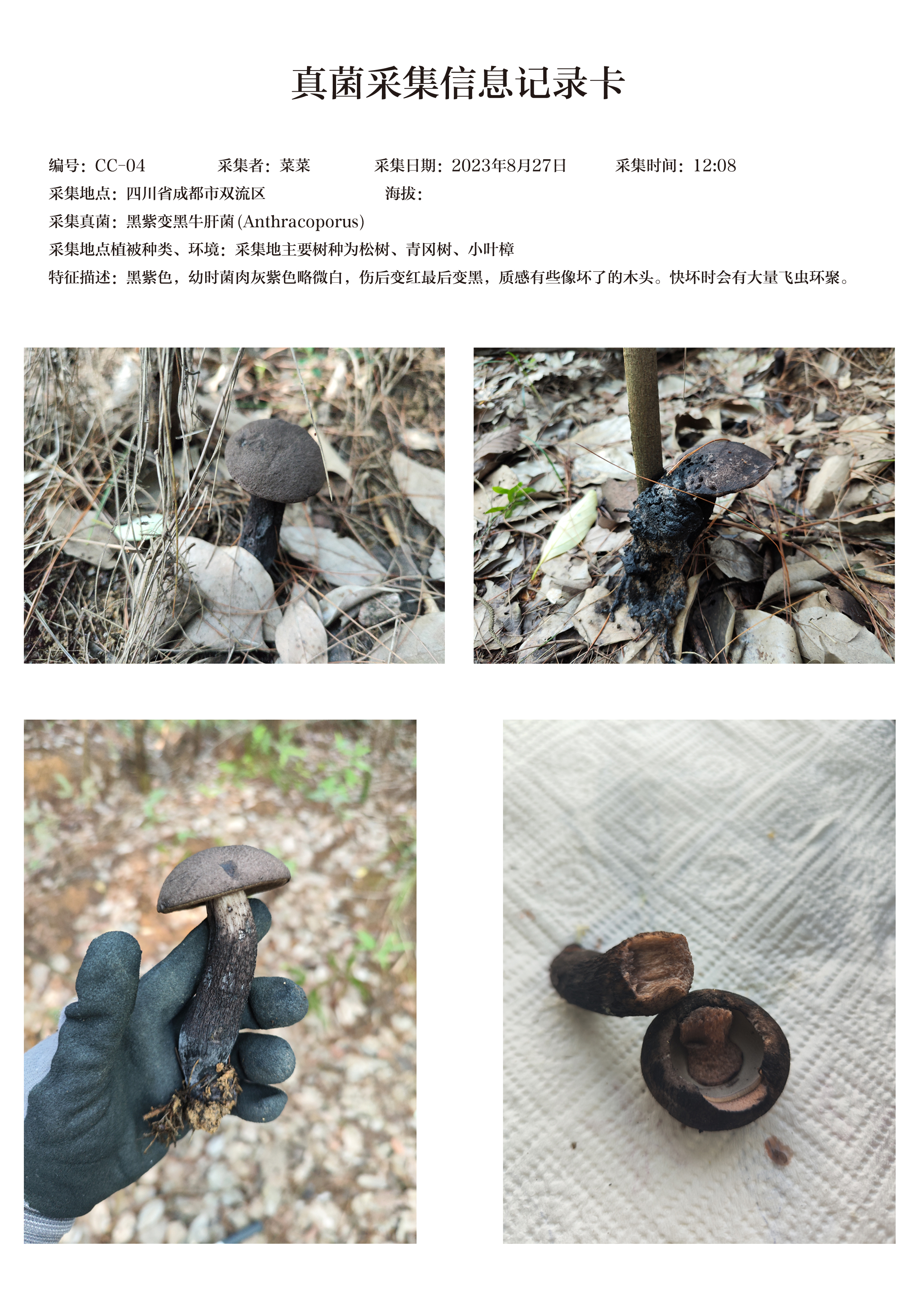 黑紫变黑牛肝菌