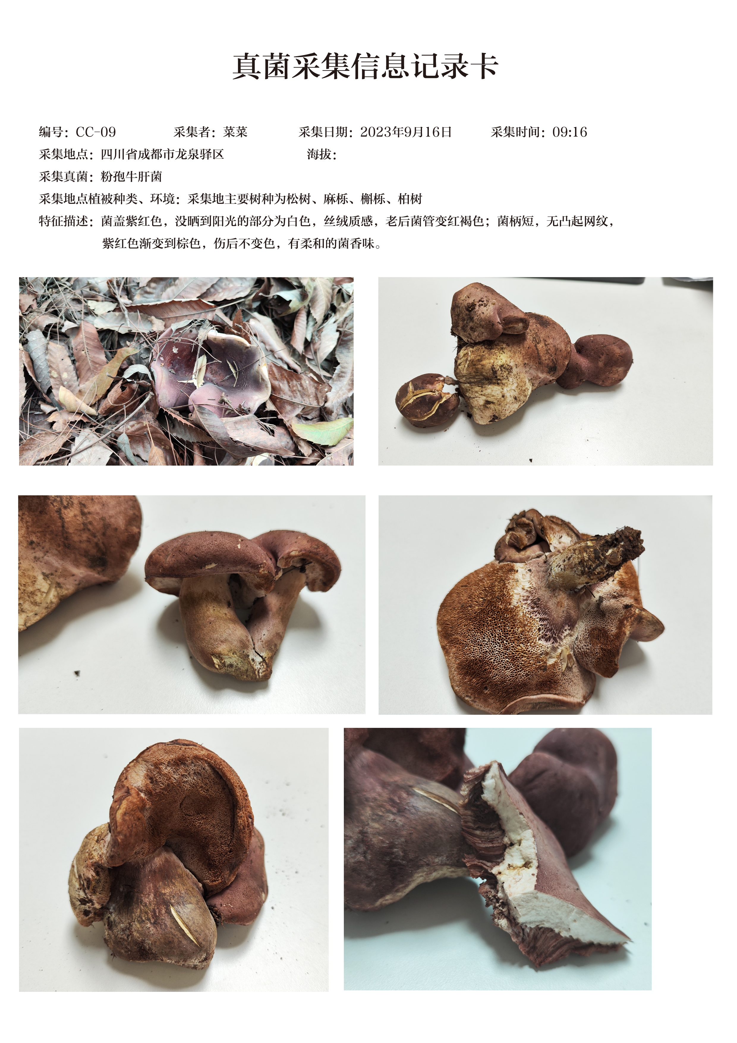 暗紫褐粉孢牛肝菌