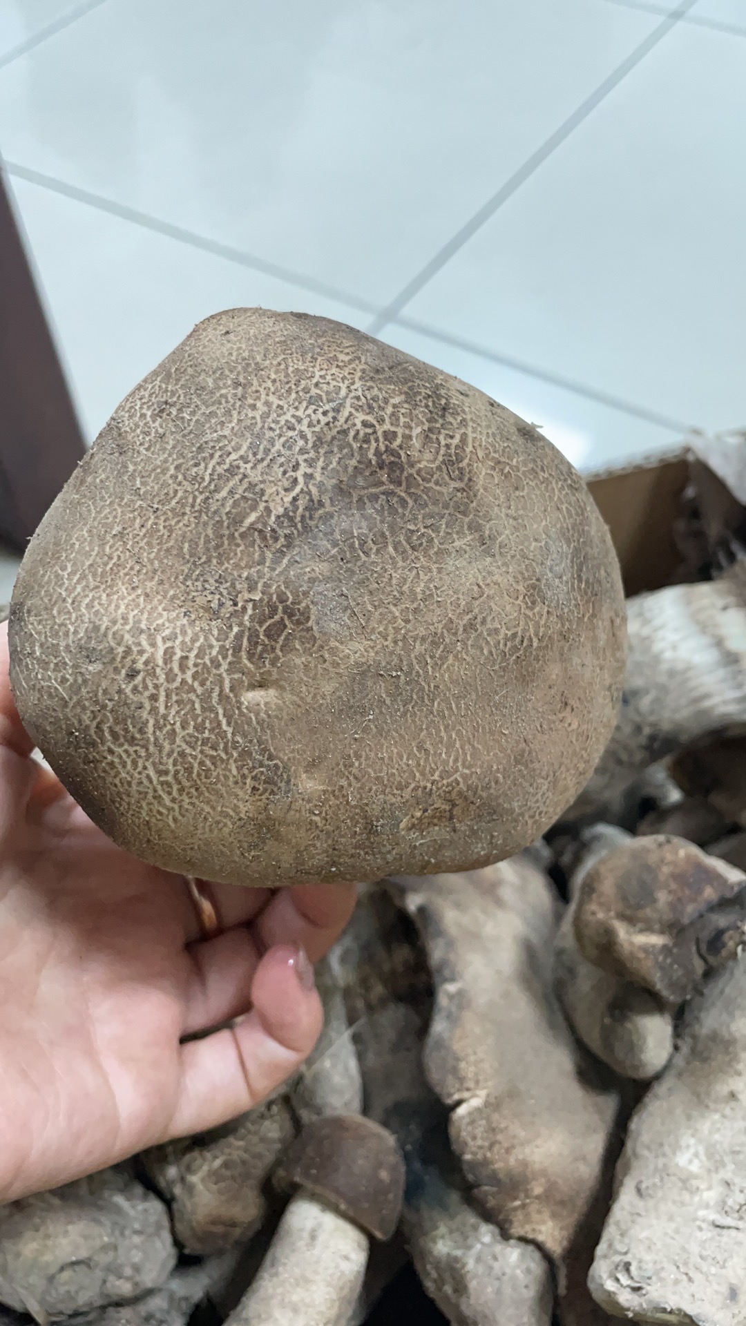 皱皮疣柄牛肝菌