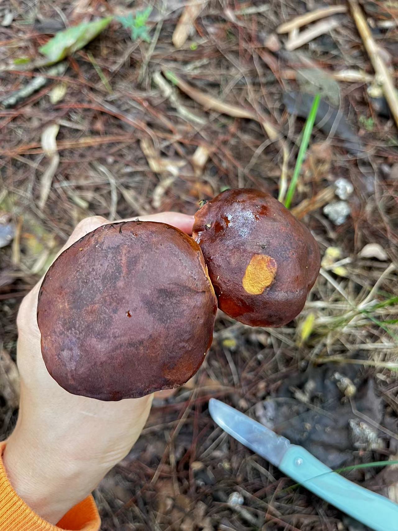 窄孢兰茂牛肝菌