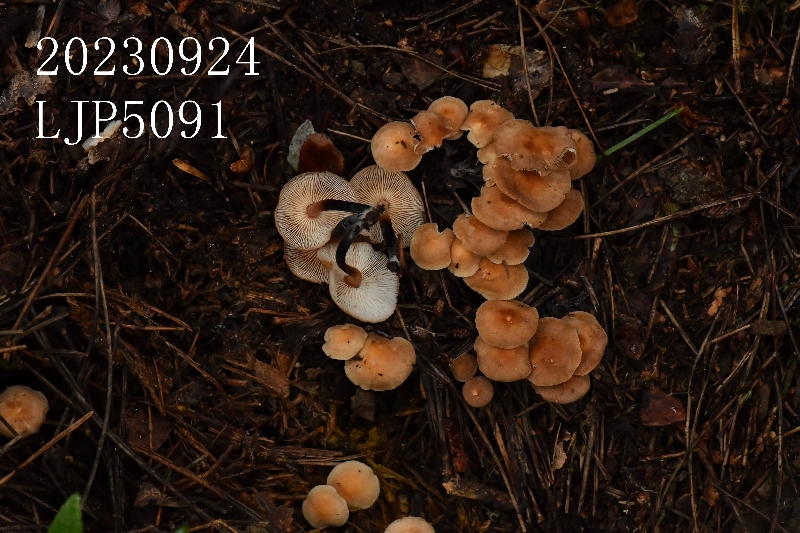 芸苔裸脚伞近缘种