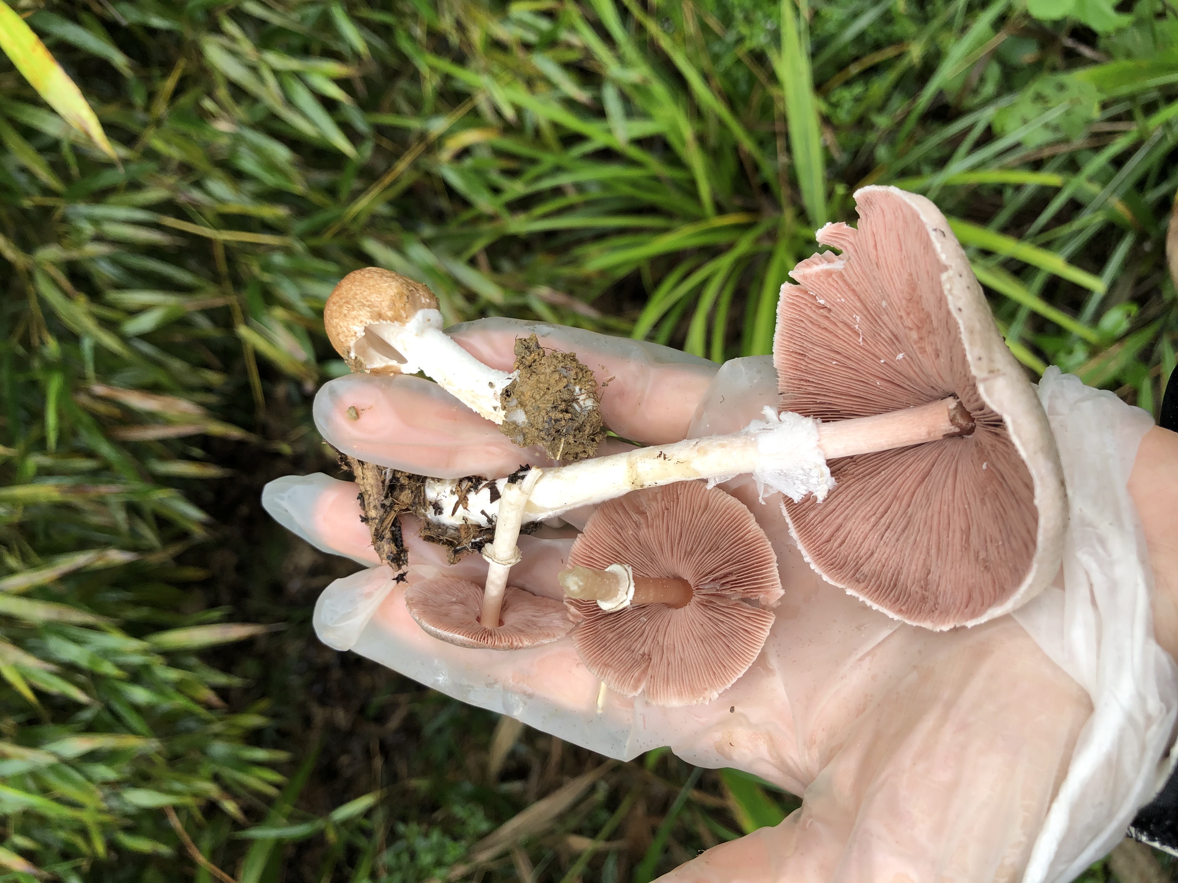 不同子实体为不同物种