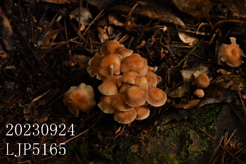 芸苔裸脚伞近缘种