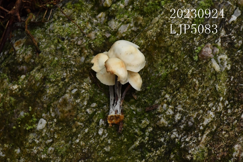 芸苔裸脚伞近缘种