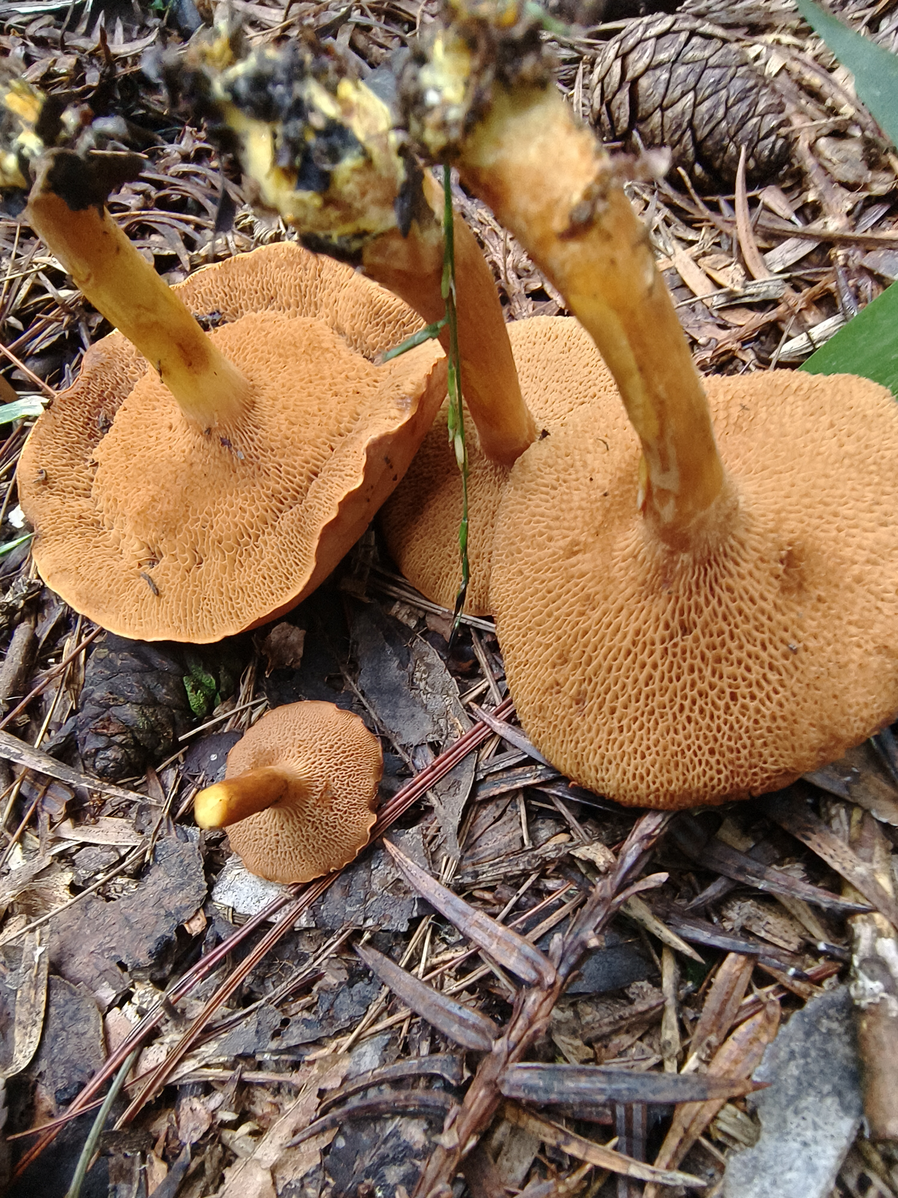 辐射孔辣牛肝菌