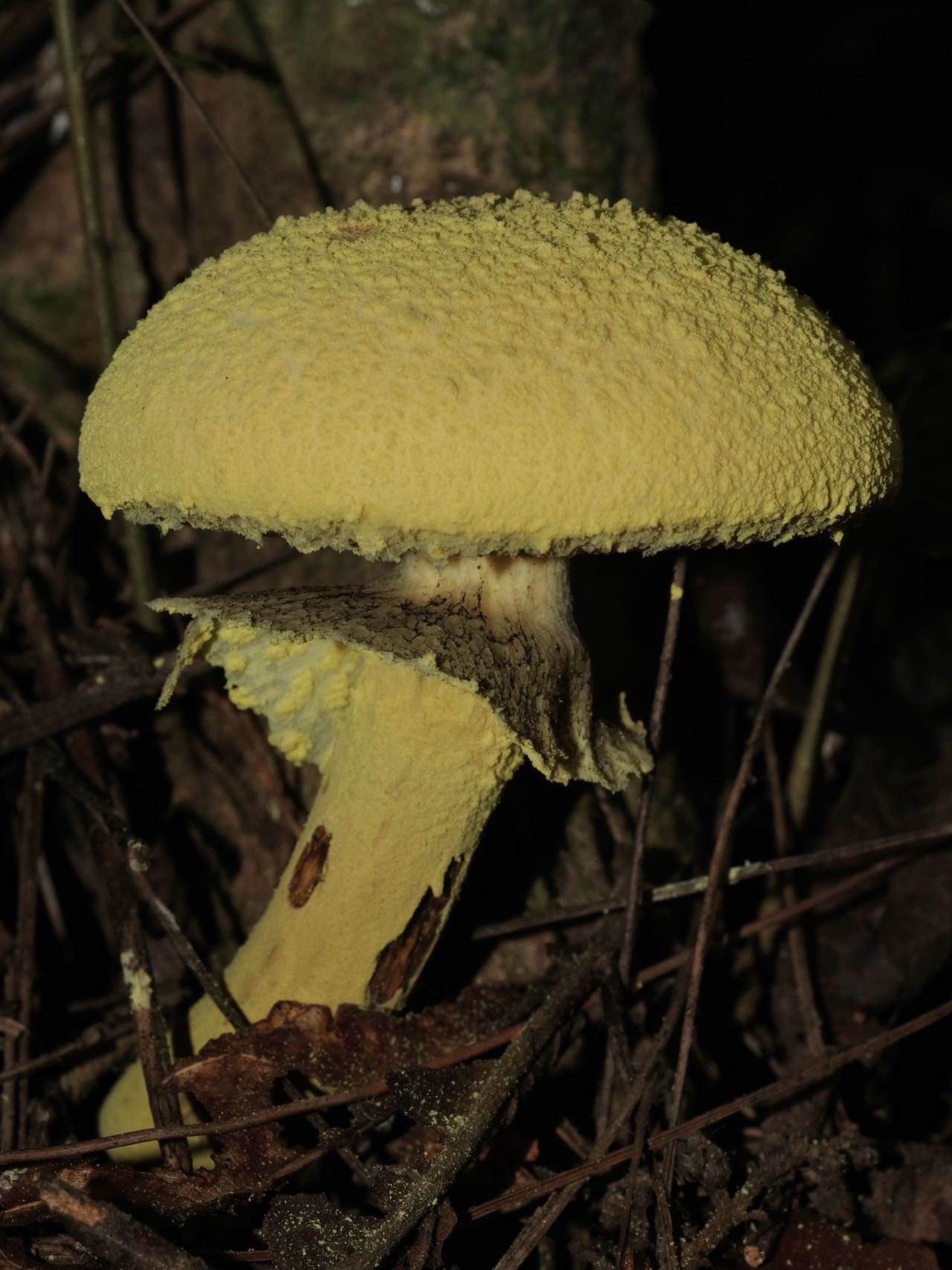 里德利粉末牛肝菌