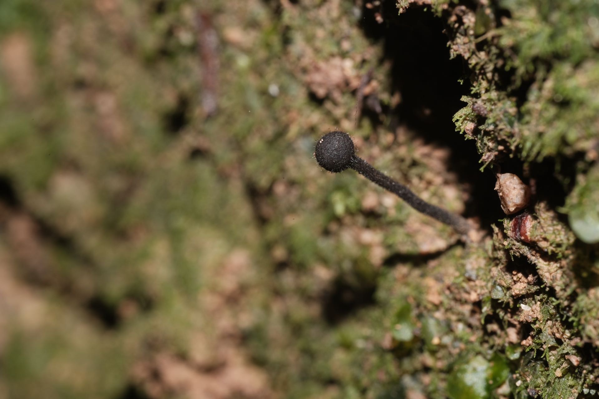 地舌菌科 疑似新种