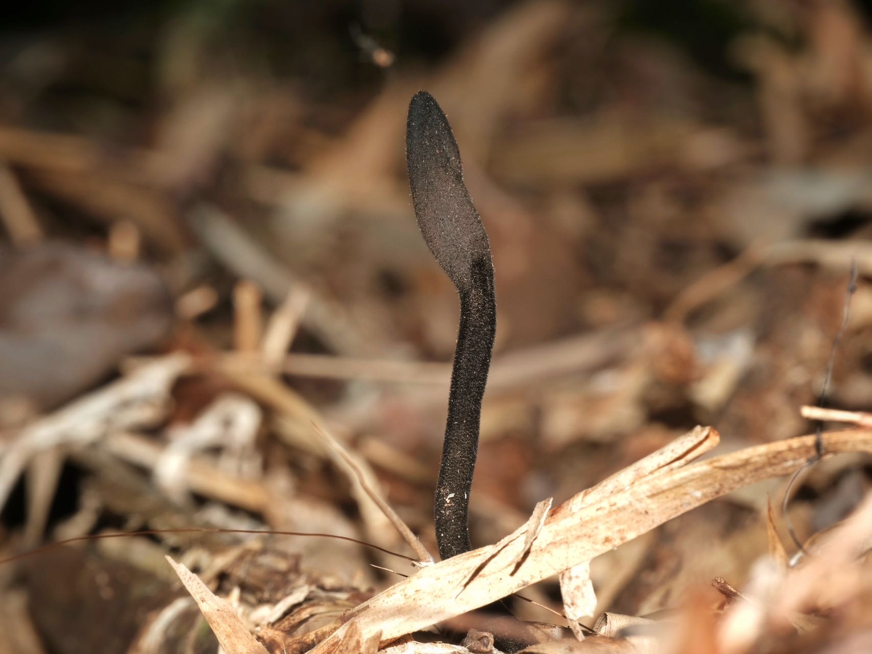 地舌菌科 疑似新种
