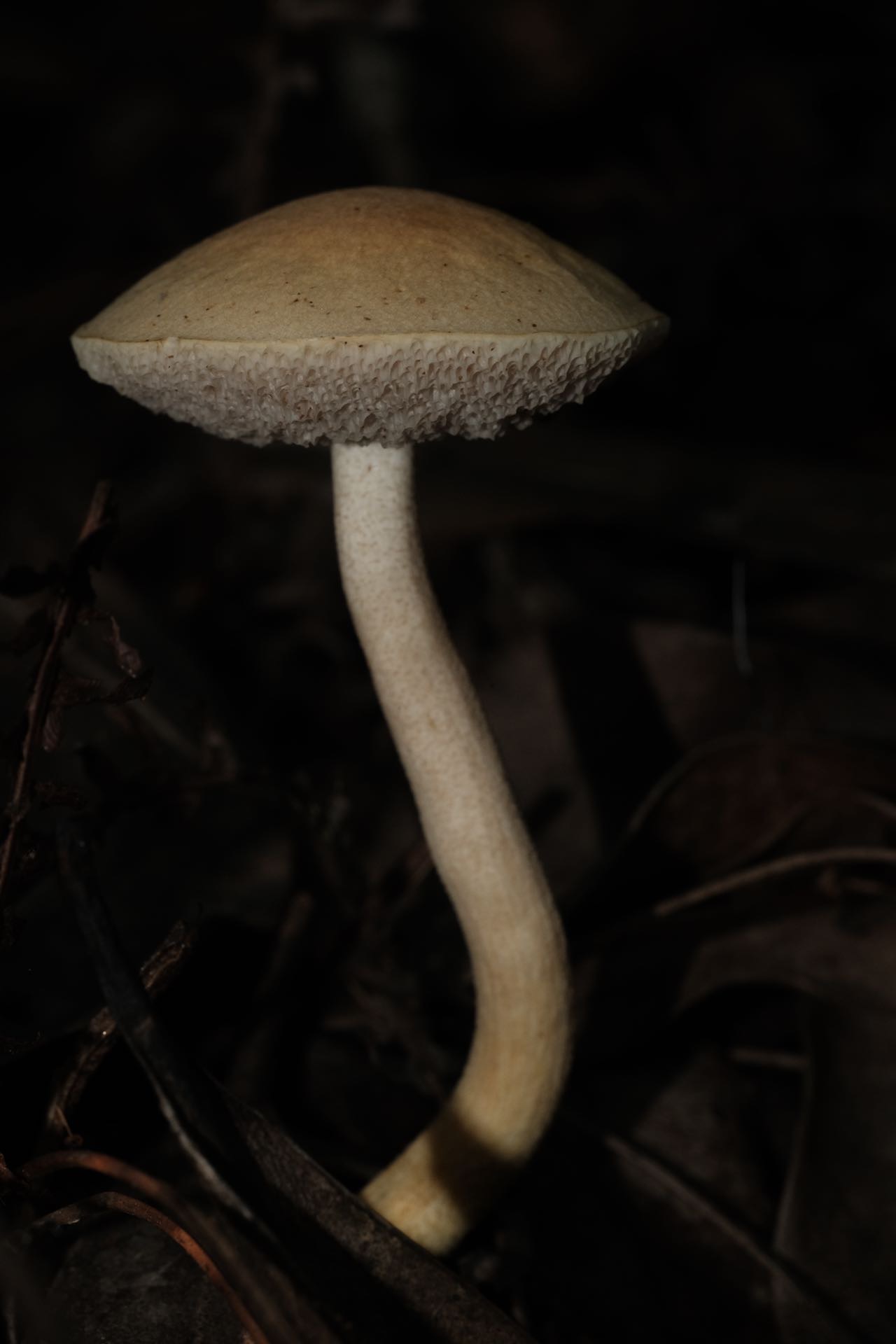 橙黄臧氏牛肝菌