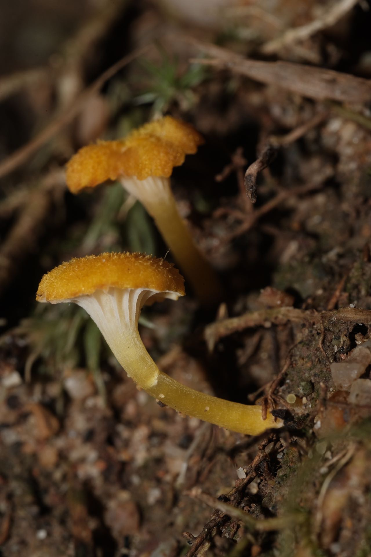 鸡油湿伞参照种