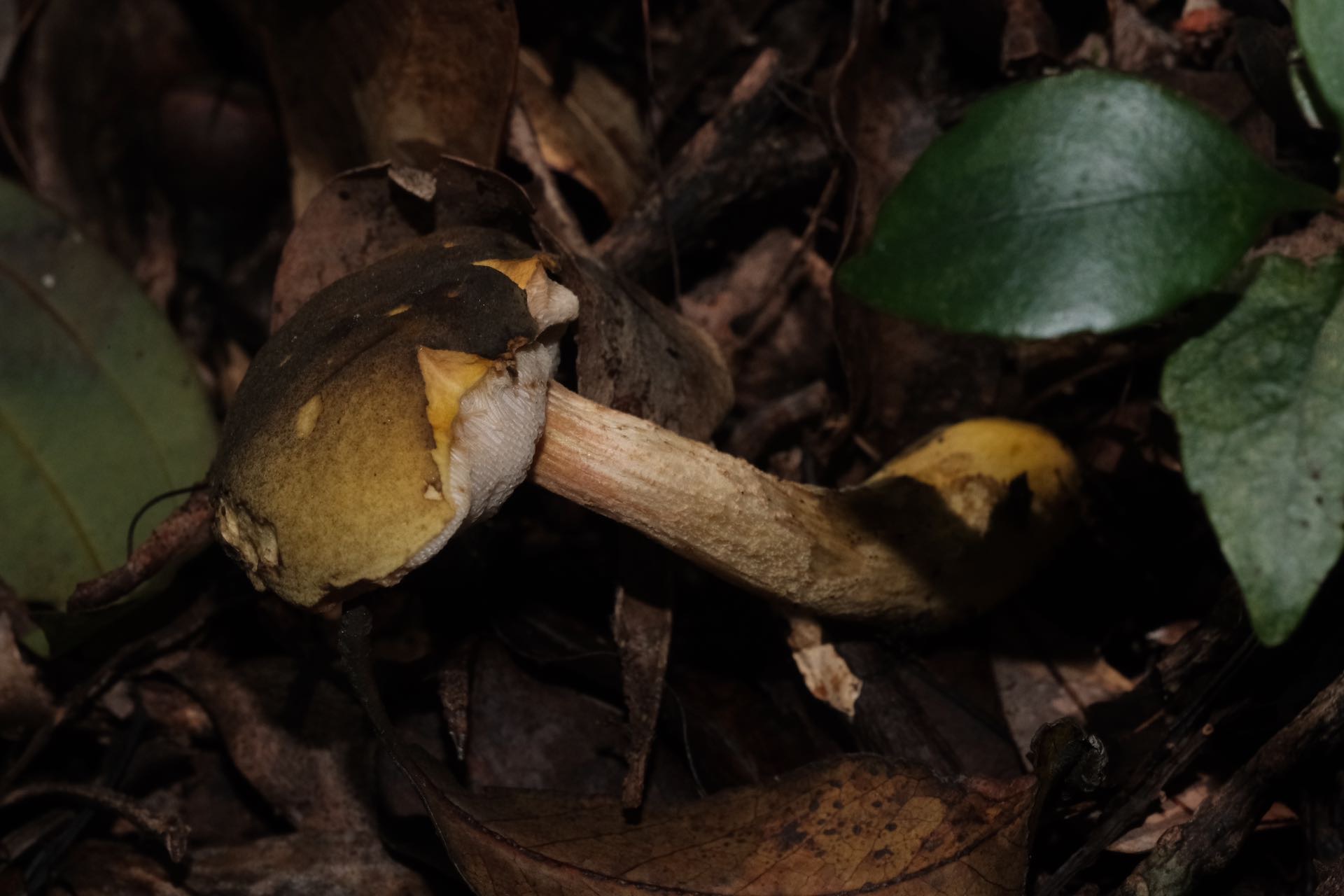 橄榄纹裘氏牛肝菌