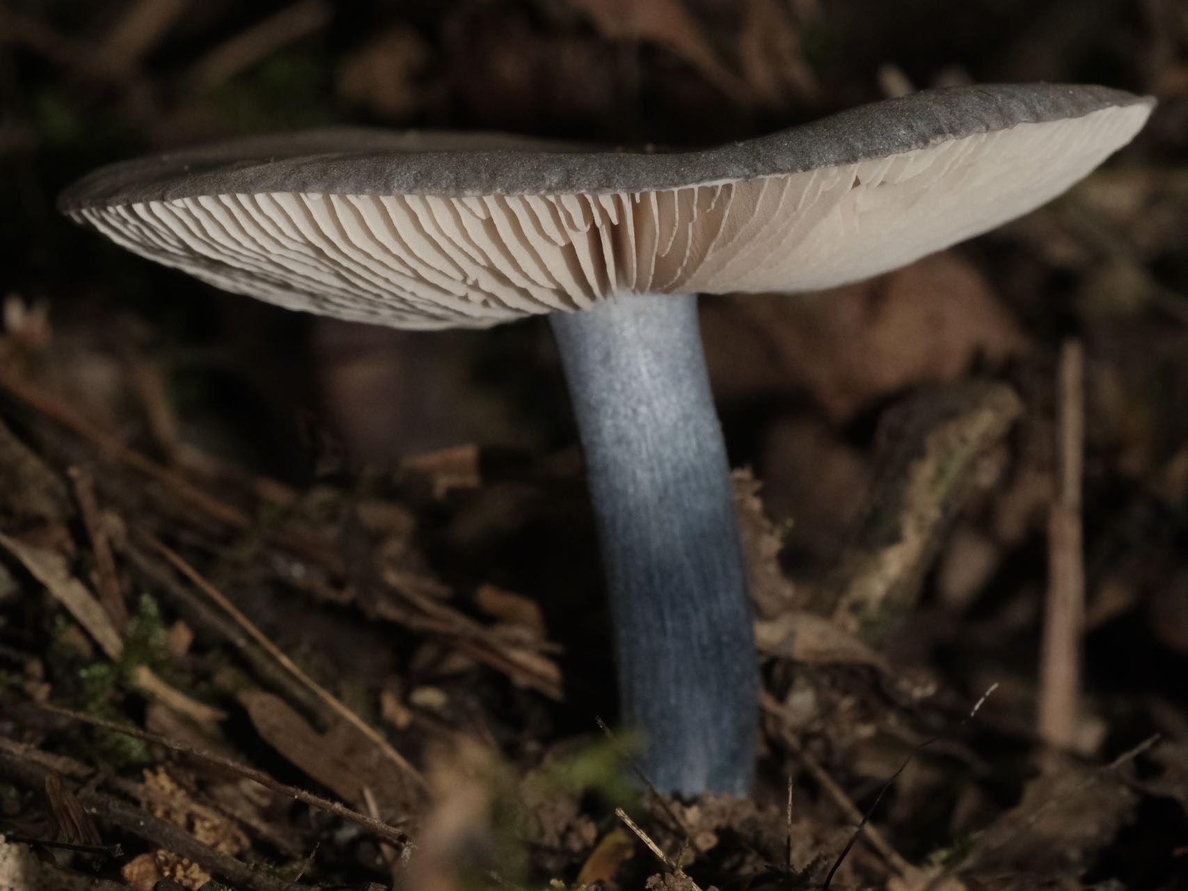 糙孢粉褶蓝盖菇