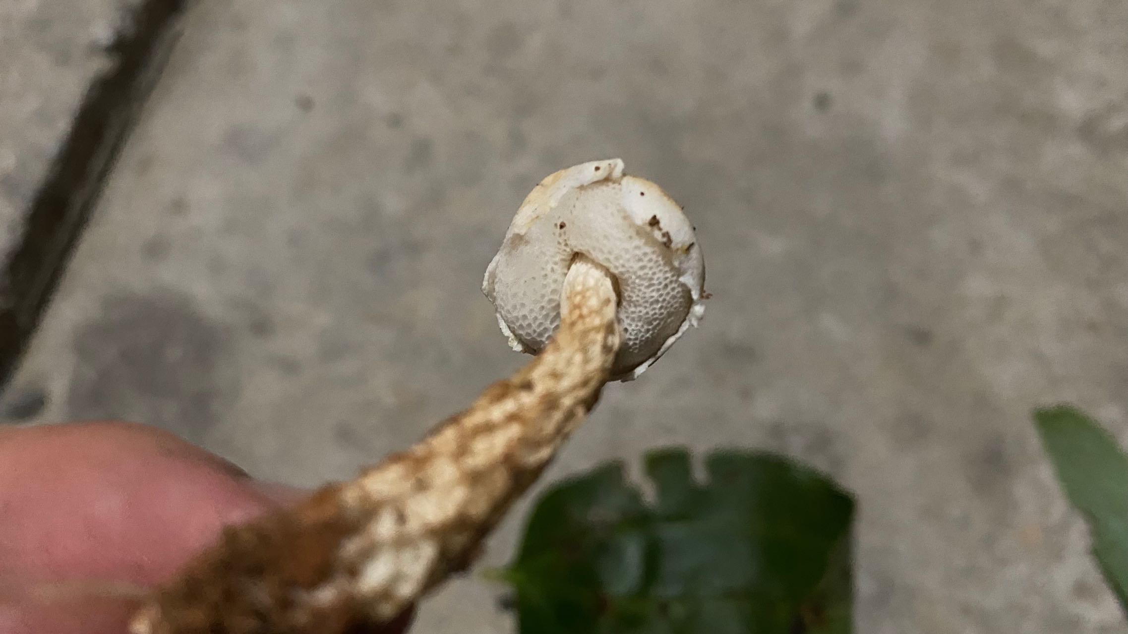 梭孢南方牛肝菌