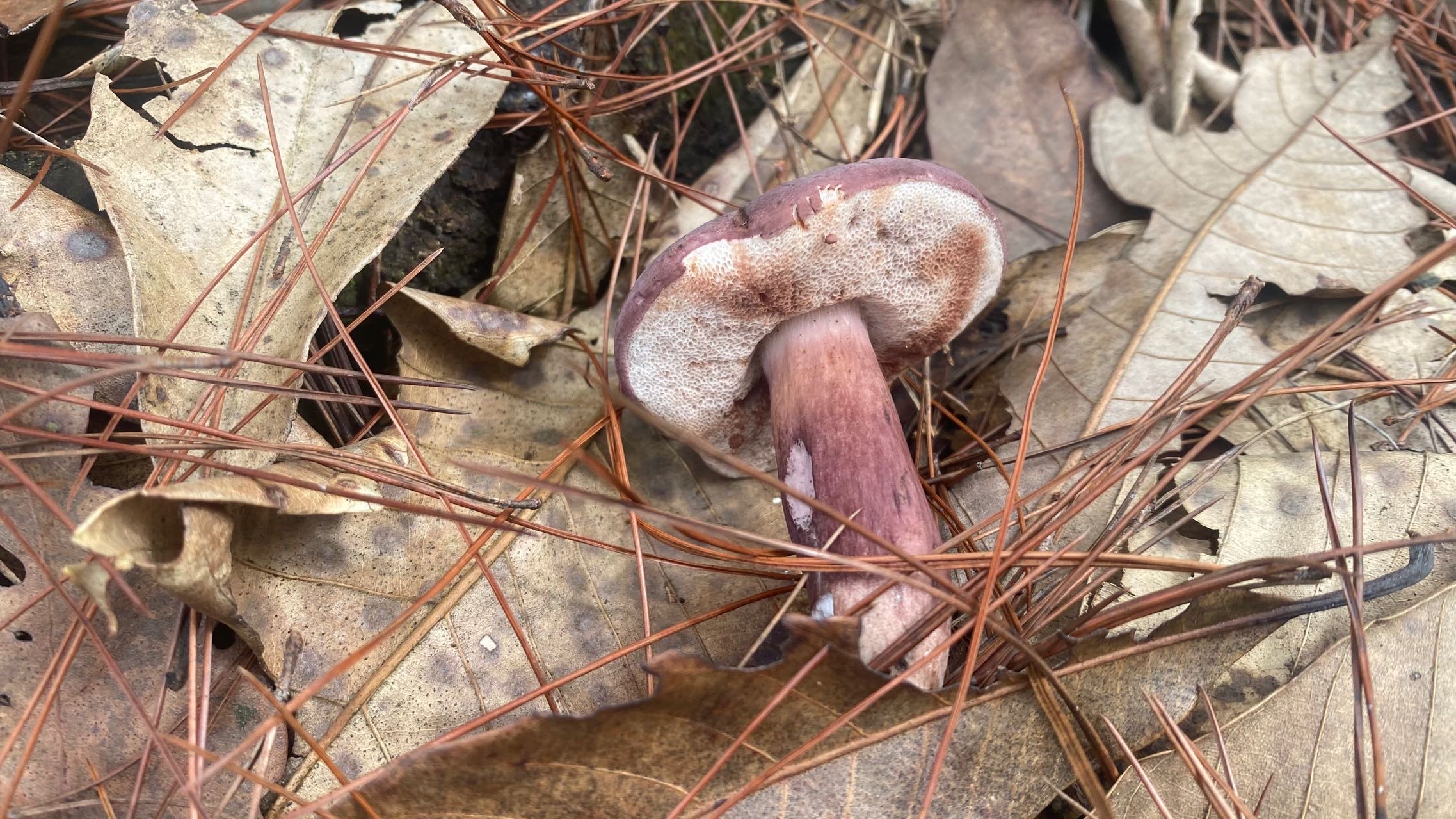 暗紫褐粉孢牛肝菌