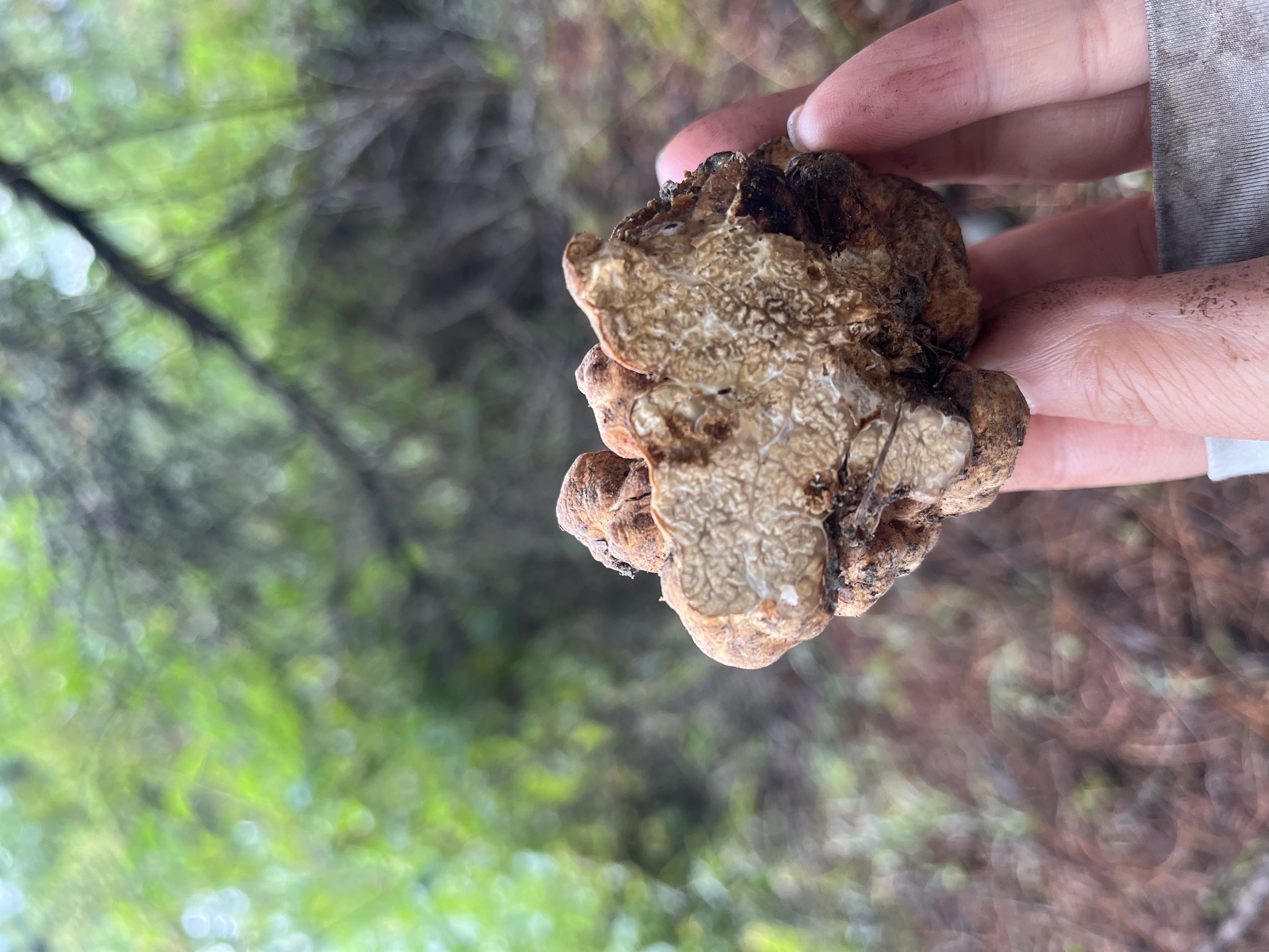 雷氏锁瑚菌近似种