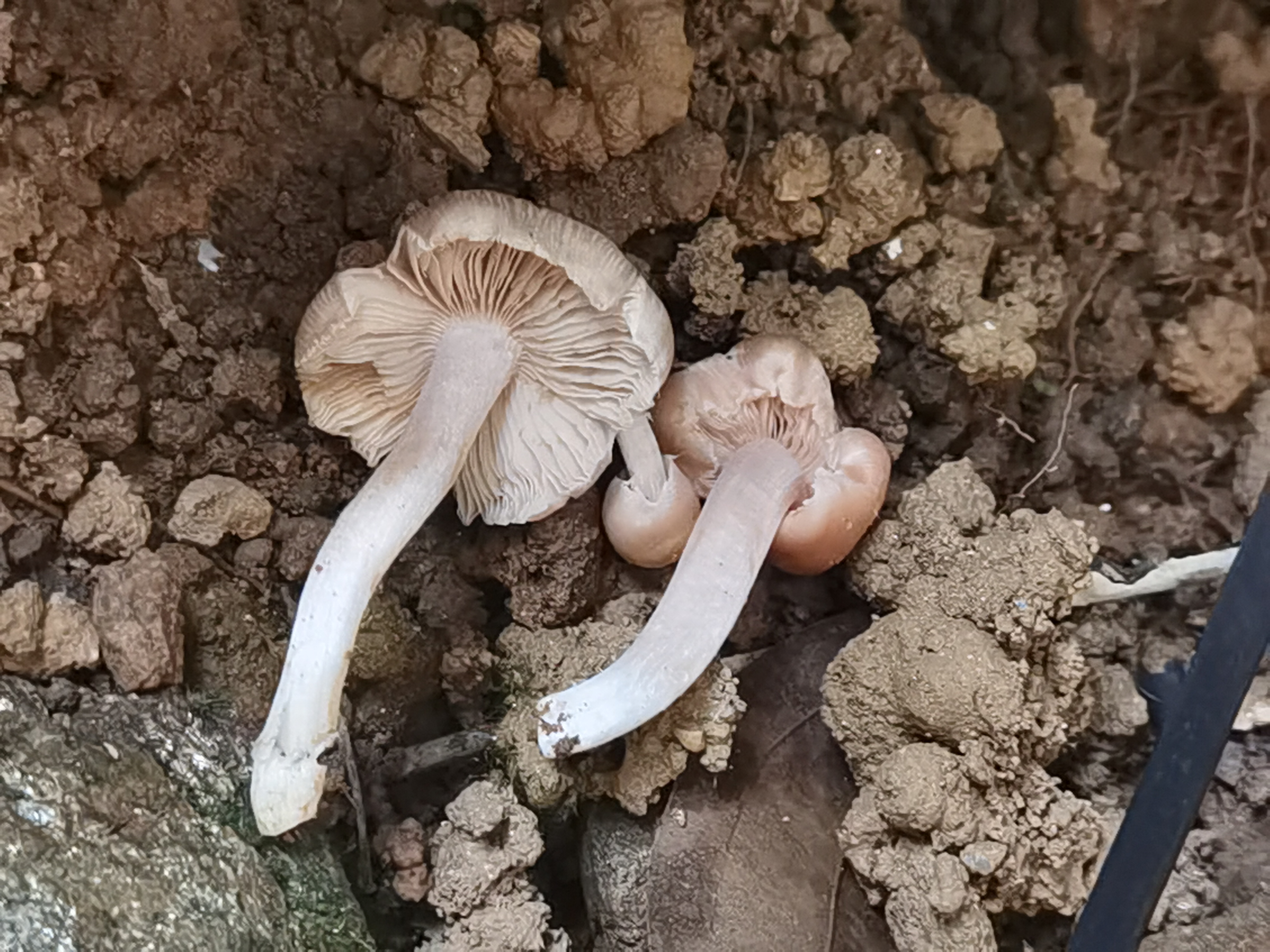 环幕歧盖伞（有毒）