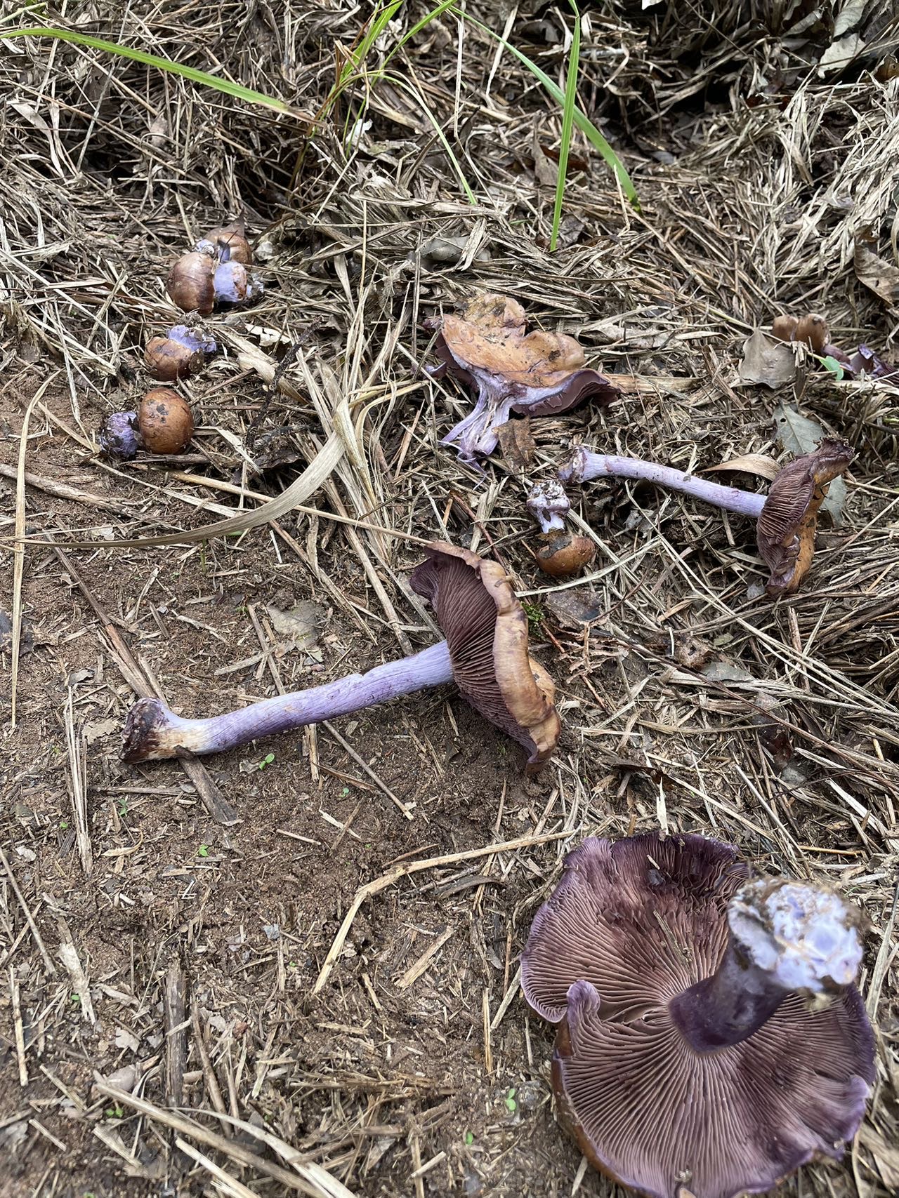 中华紫色萨氏丝膜菌