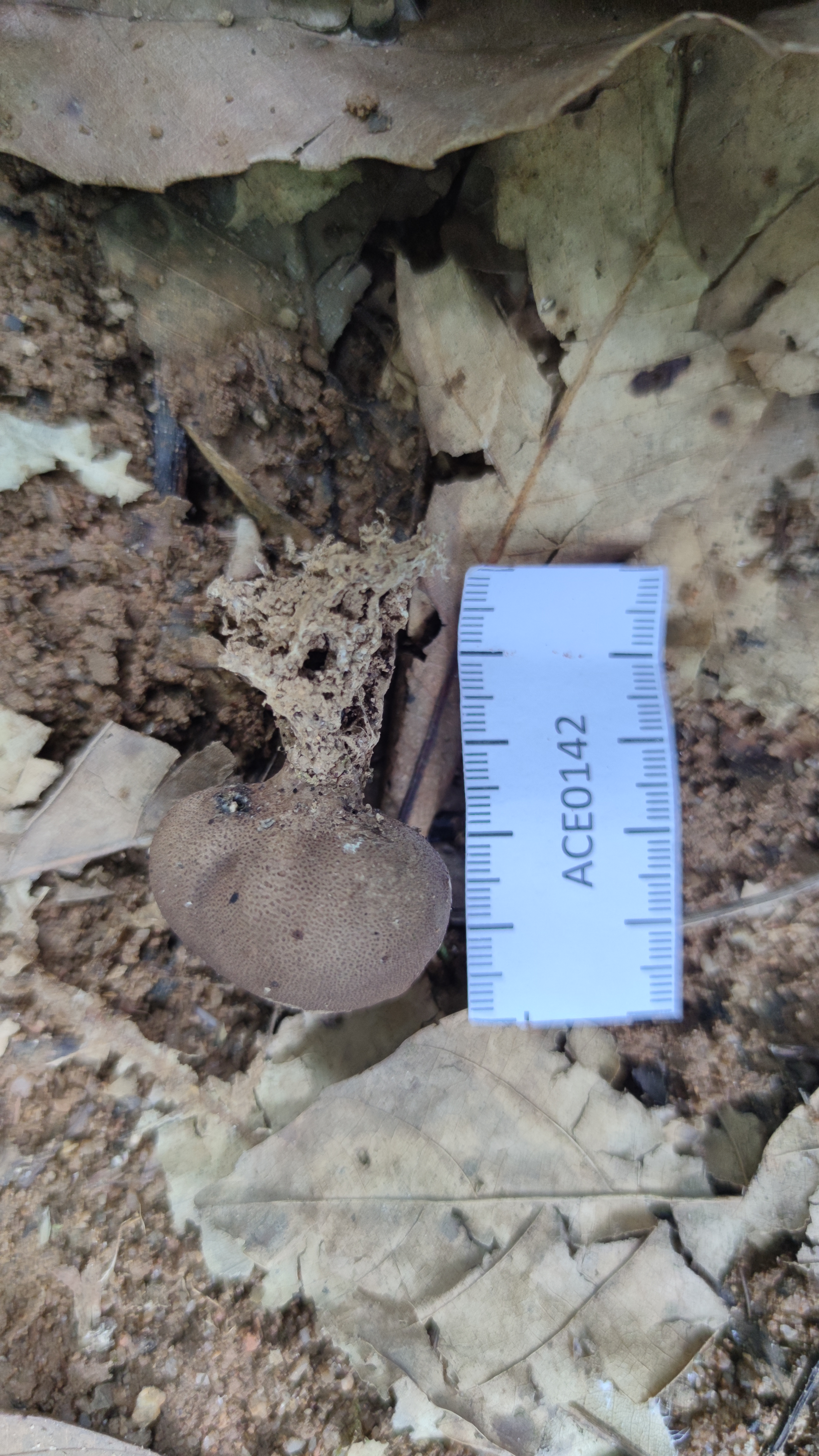 Scleroderma suthepense