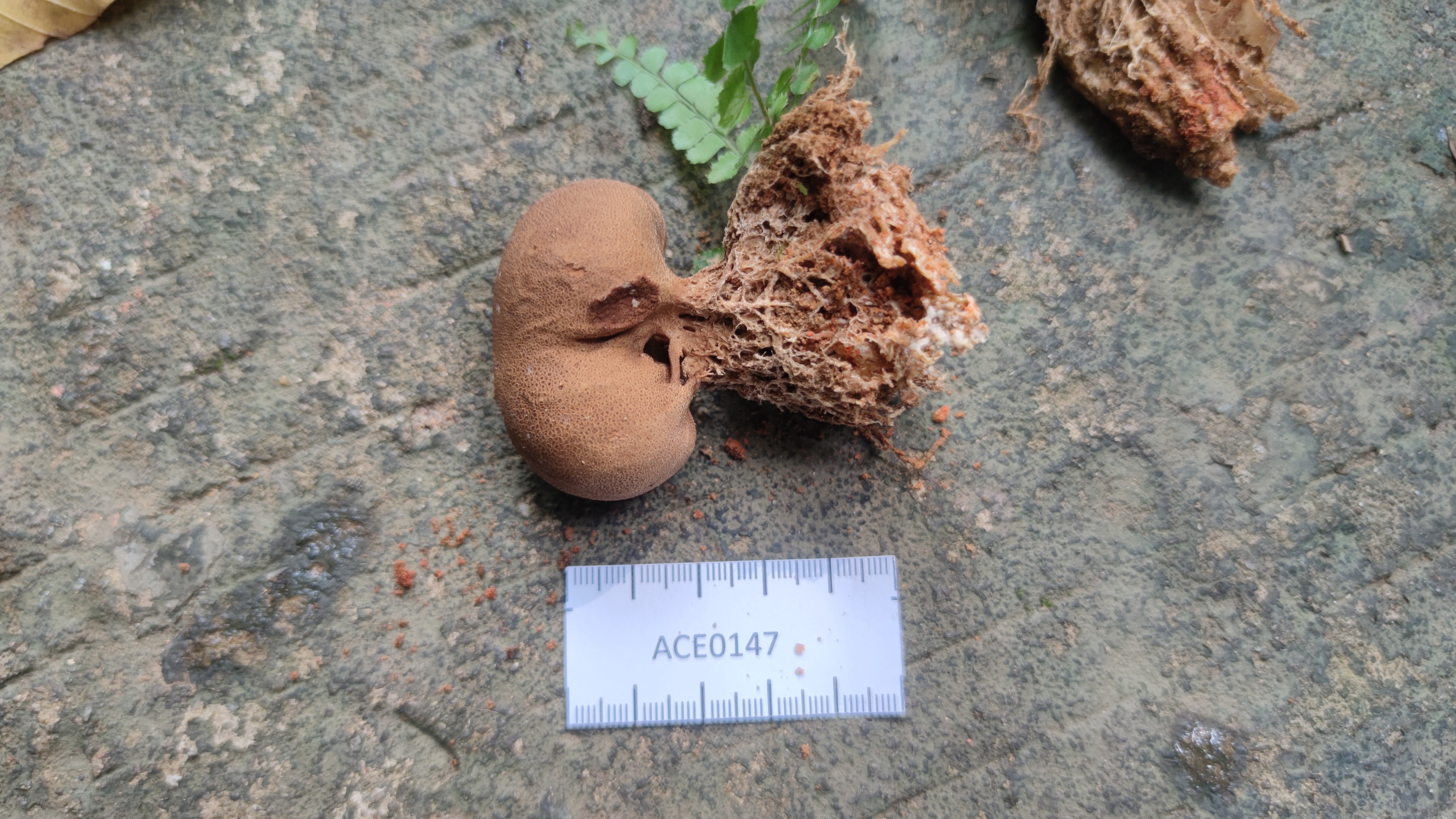 Scleroderma suthepense