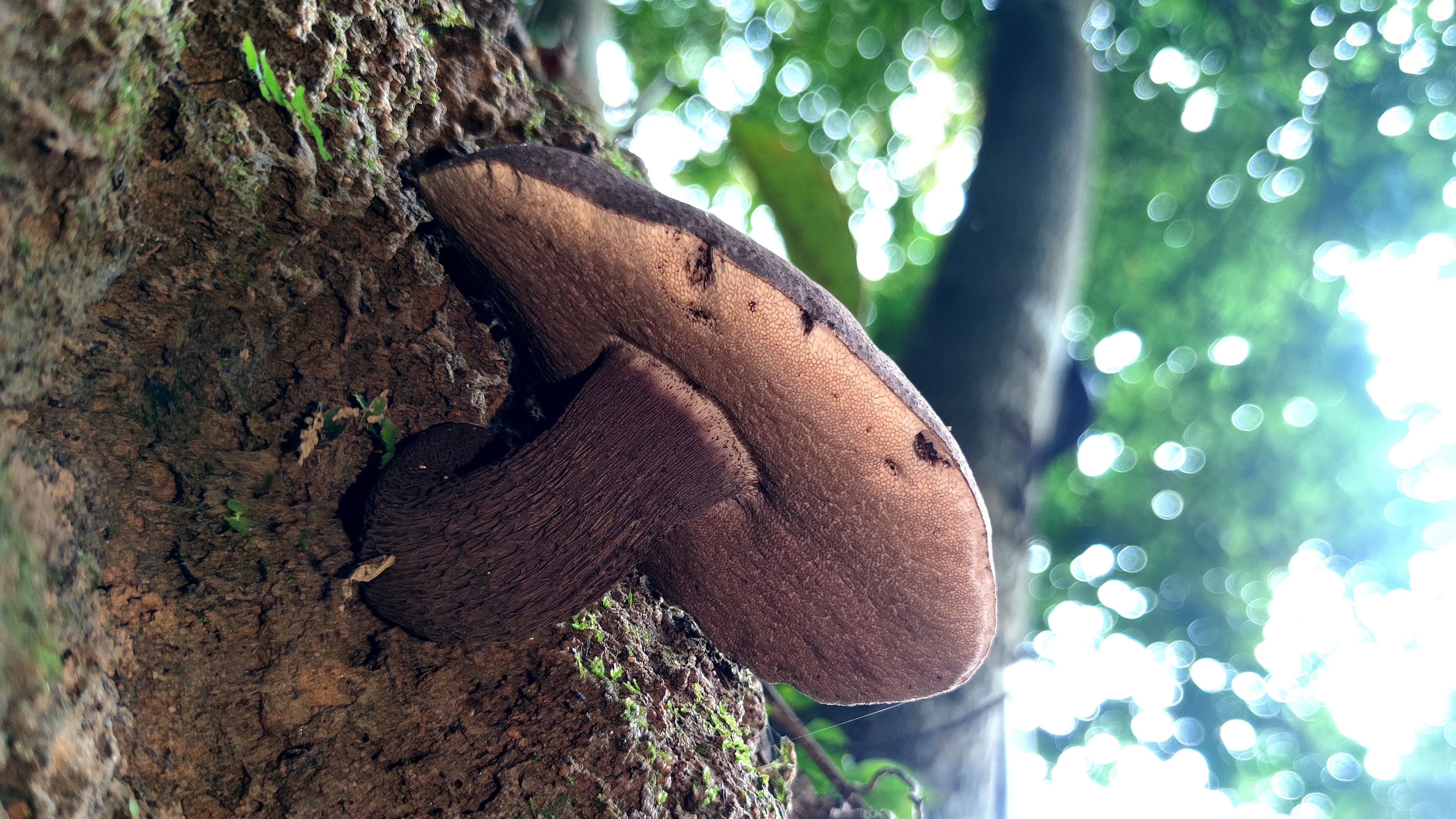 黑紫变黑牛肝菌