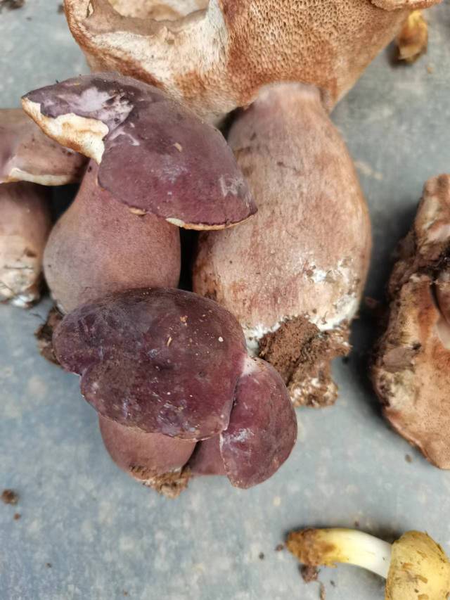 暗紫褐粉孢牛肝菌