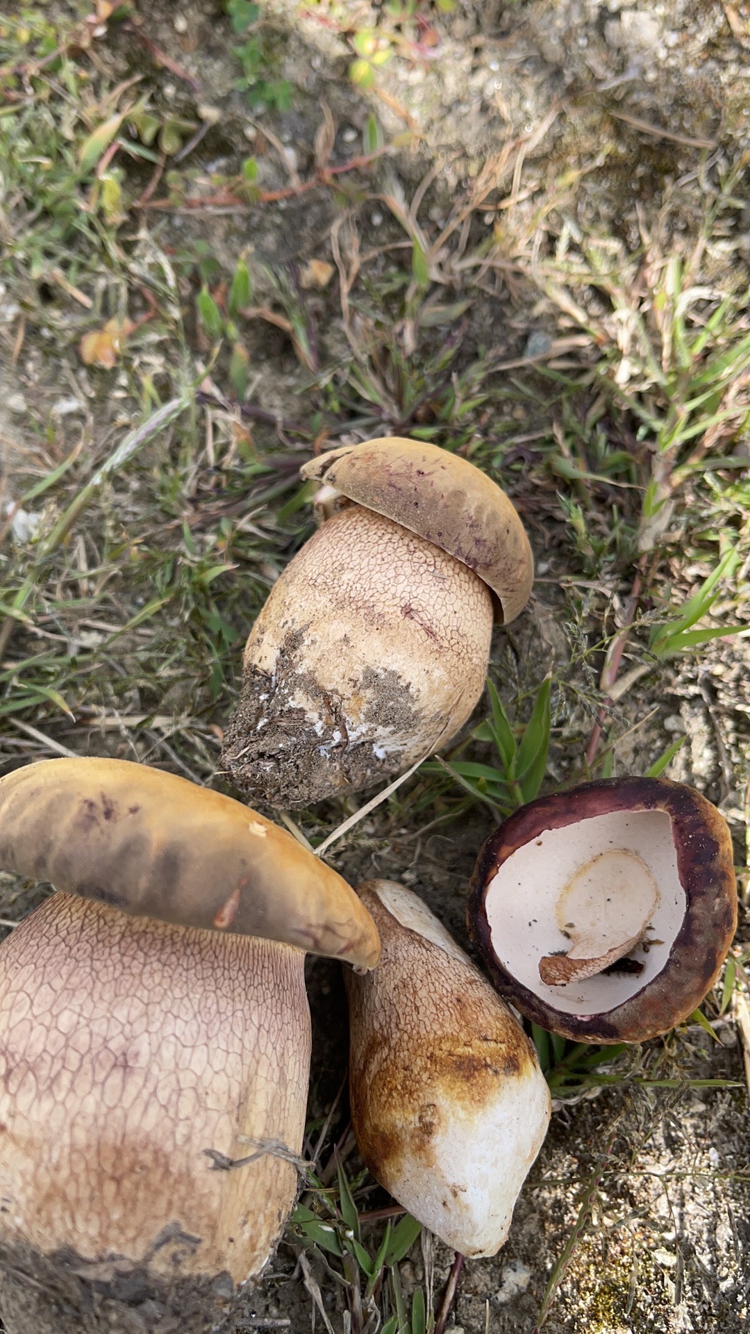 白牛肝菌，黏铆钉菇