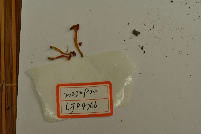 鸡油湿伞参照种