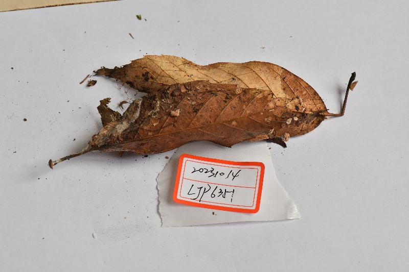 光囊拟小皮伞近缘种