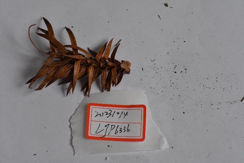 光囊拟小皮伞近缘种