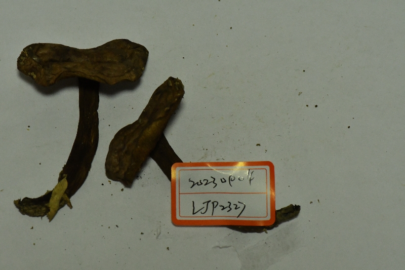 变褐红粉孢牛肝菌