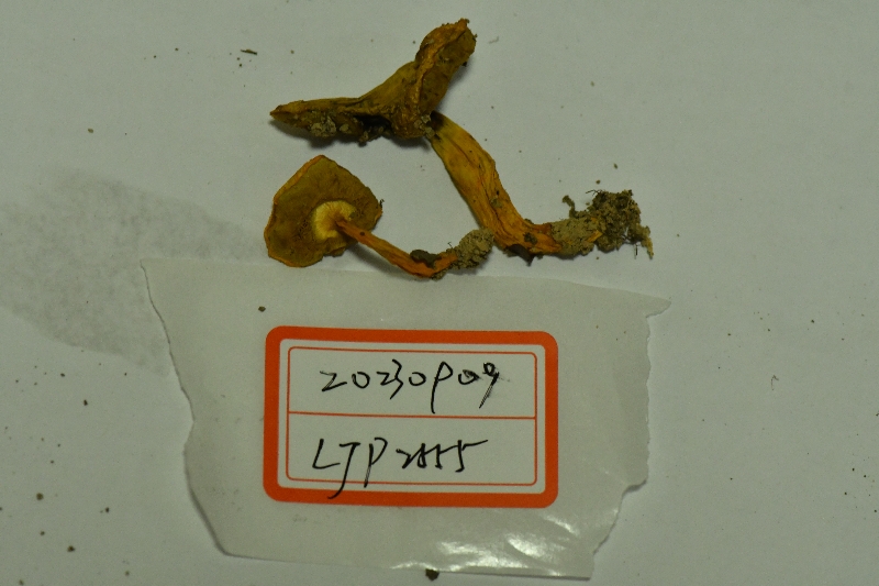 小橙黄金牛肝菌