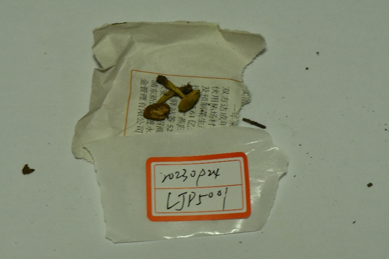 Aureoboletus rubellus