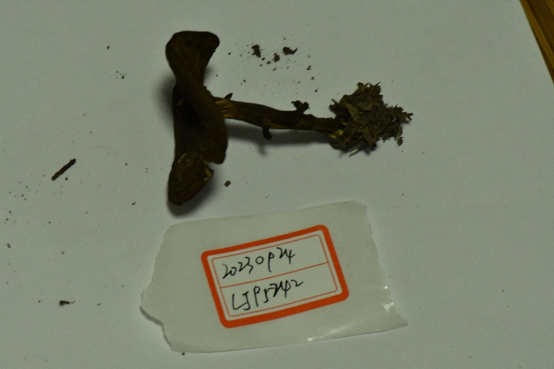 锈红褶孔牛肝菌