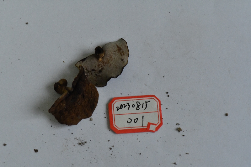 长囊圆孔牛肝菌