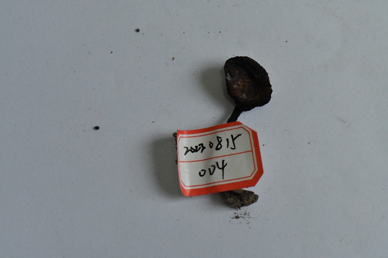 密鳞厚瓤牛肝菌