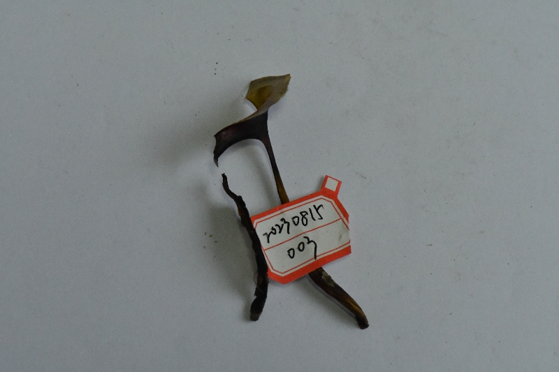 金牛肝菌属一种