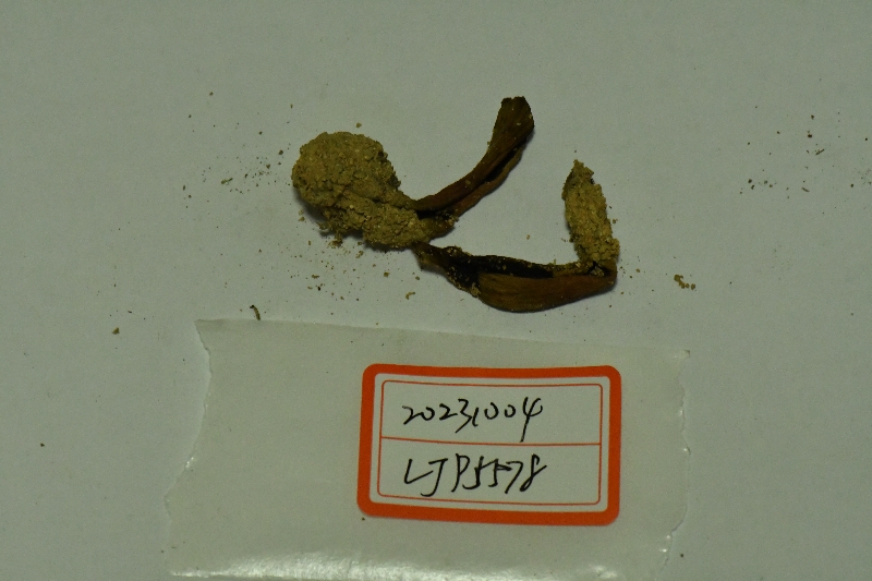 隐纹条孢牛肝菌