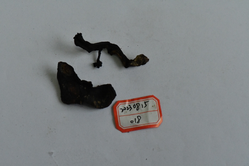 绒盖牛肝菌属一种